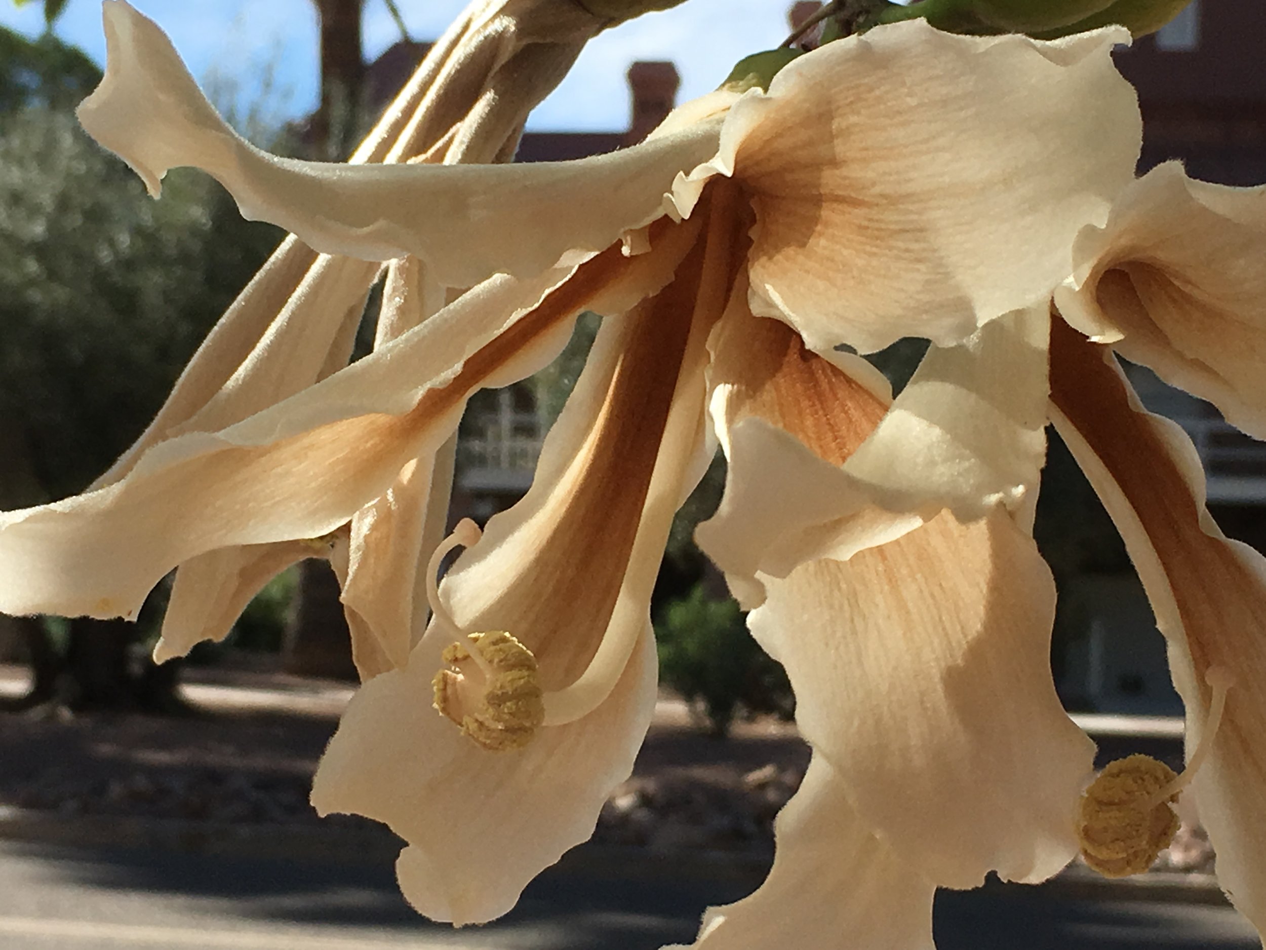 Everything about the white floss silk tree, now blooming in at least two spots on the UA campus, is beautiful and strange. The flowers are stunning, but the trunk of the tree is even more magnificent.