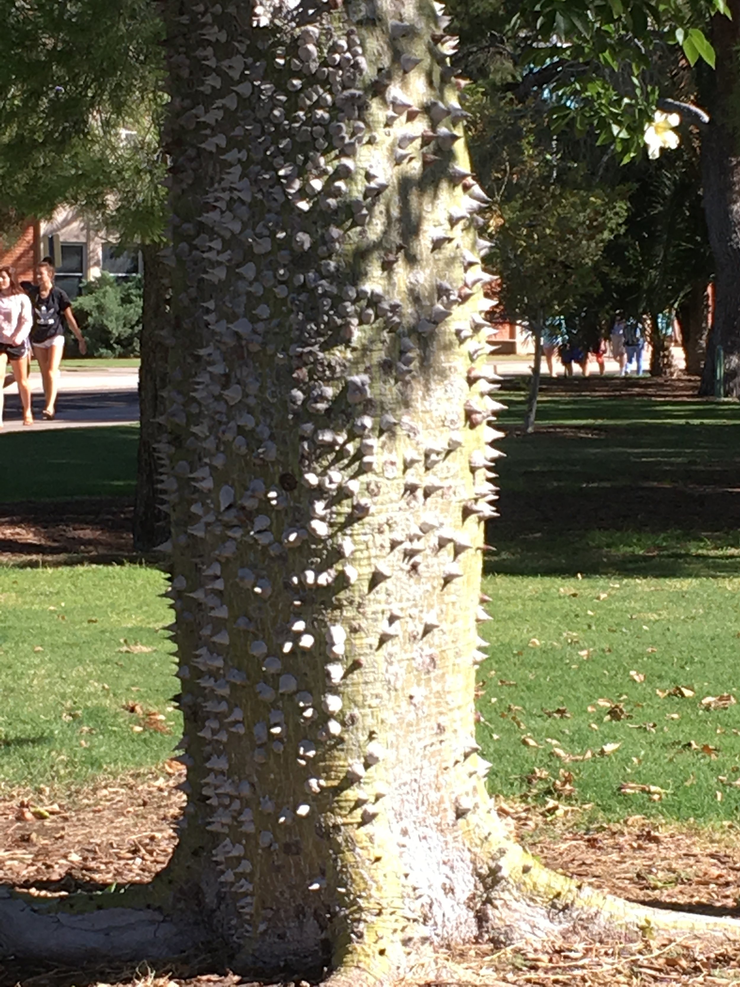 This is the conicle-covered trunk of the silk floss tree at the northeast corner of Park Avenue and Fourth Street on campus. The green trunk means this is a relatively young tree. When it ages, the trunk turns gray, according to the web site of the UA Arboretum. There's an older tree on the south side of the engineering building.