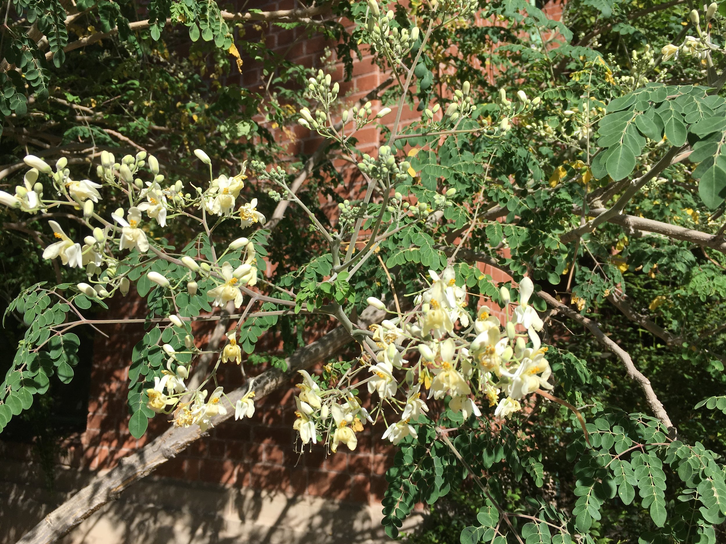 The horseradish tree, a native of India, is almost completely edible, the UA aboretum says. That includes the leaves, flowers, seeds and roots. There are several specimens on campus and in bloom now. By the way, the UA arboretum web site is terrific. You can find lots of information about the plants on campus and a map of where they are. You can sign up for plant tours. Or you can access a mobile self-guided tour.
