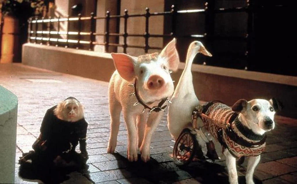 Babe-Pig-In-The-City-Review_612x380.jpg