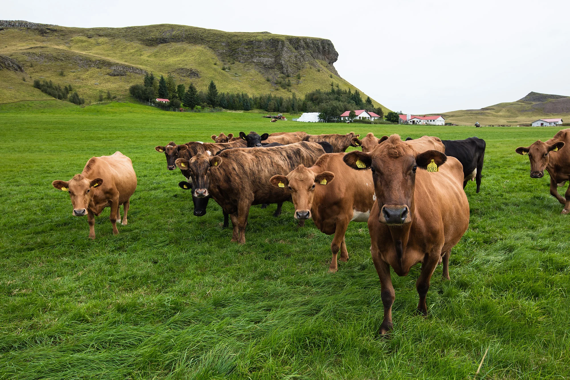 Cattle ranch_Double_1.jpg
