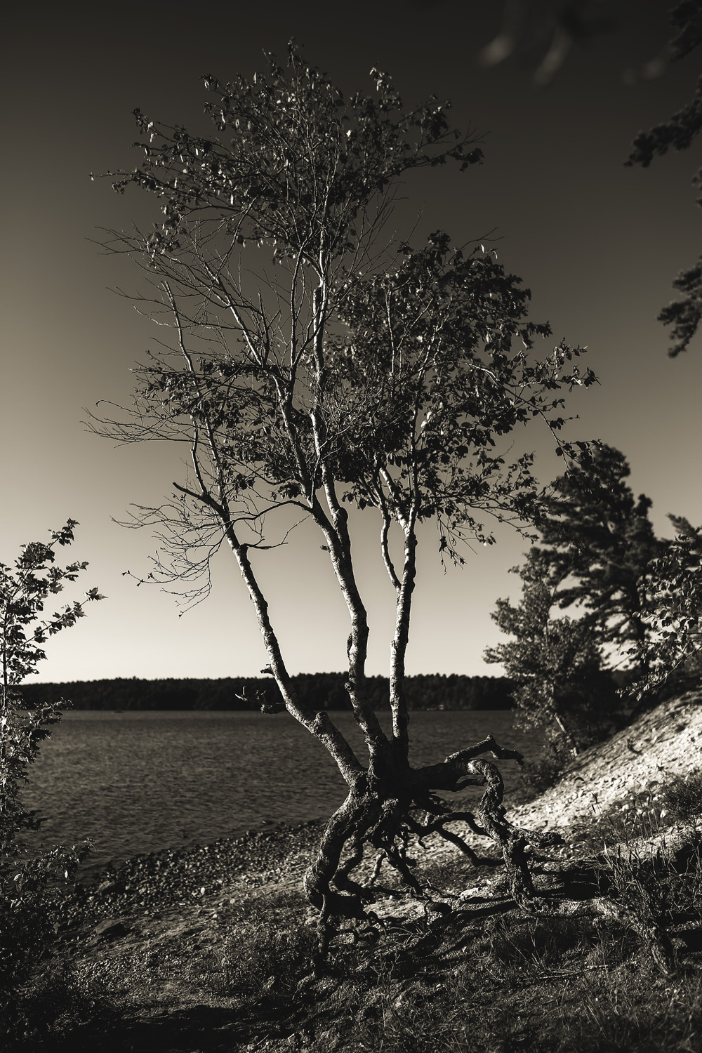 This tree looks like it has legs and is running into the water. LOL