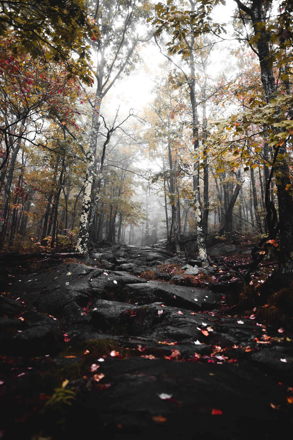 Blood on the leaves.
