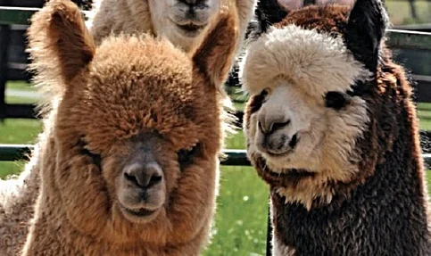 AlpacaFaces-small.jpg