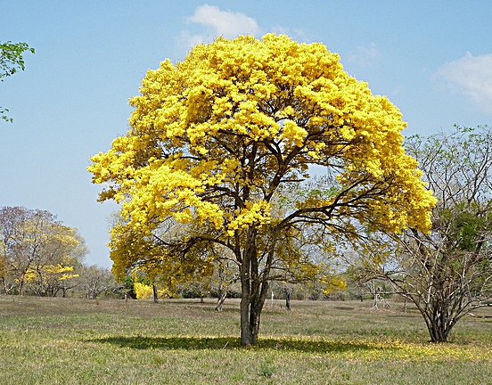 GUAYACON TREE IN ARGENTINA Guayacona wood or 'Lignum vitae wood' when translated from Spanish means 'Tree of Life' or 'Holy Wood'. Within the wood industries it is also referred to as 'Ironwood' because its density. 'Guay wood' has moisture barrier properties and is among one of the hardest of woods products around the world, it is especially well suited for handmade knife handles.
