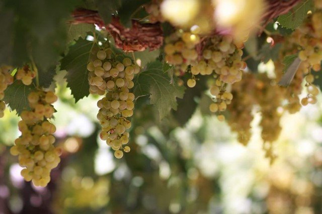 Torrontes.jpeg