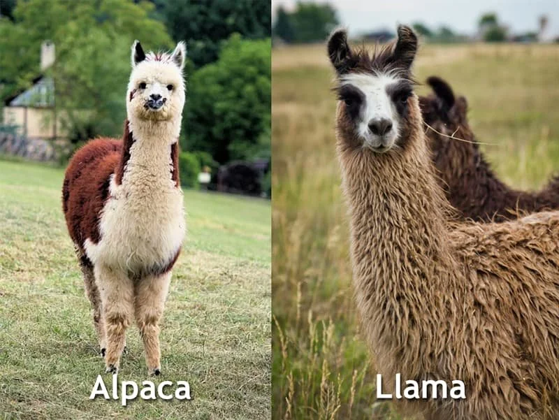 What is Alpaca Fiber? An Introduction to the Worlds Softest & Most