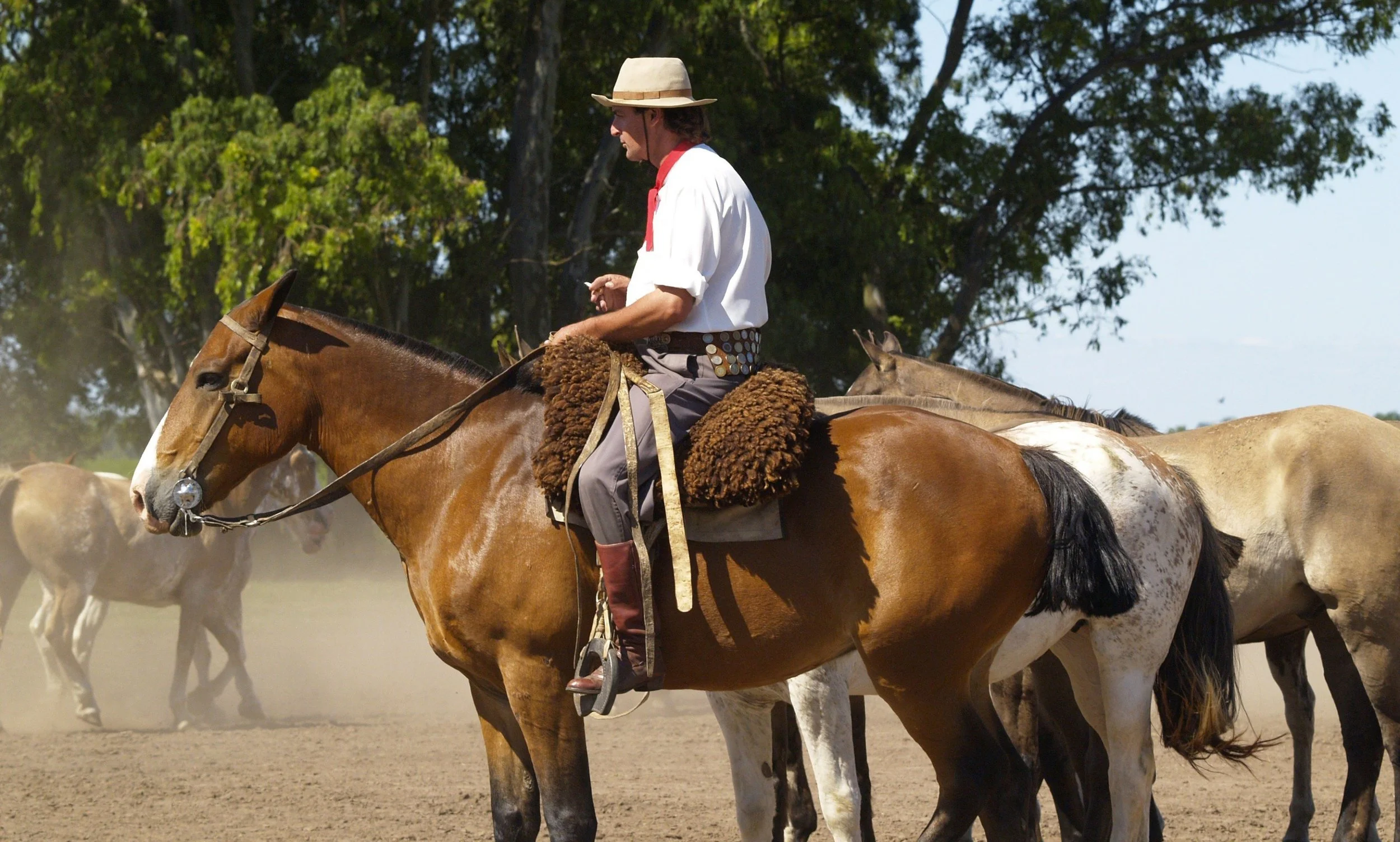 gaucho crazy horse 1461