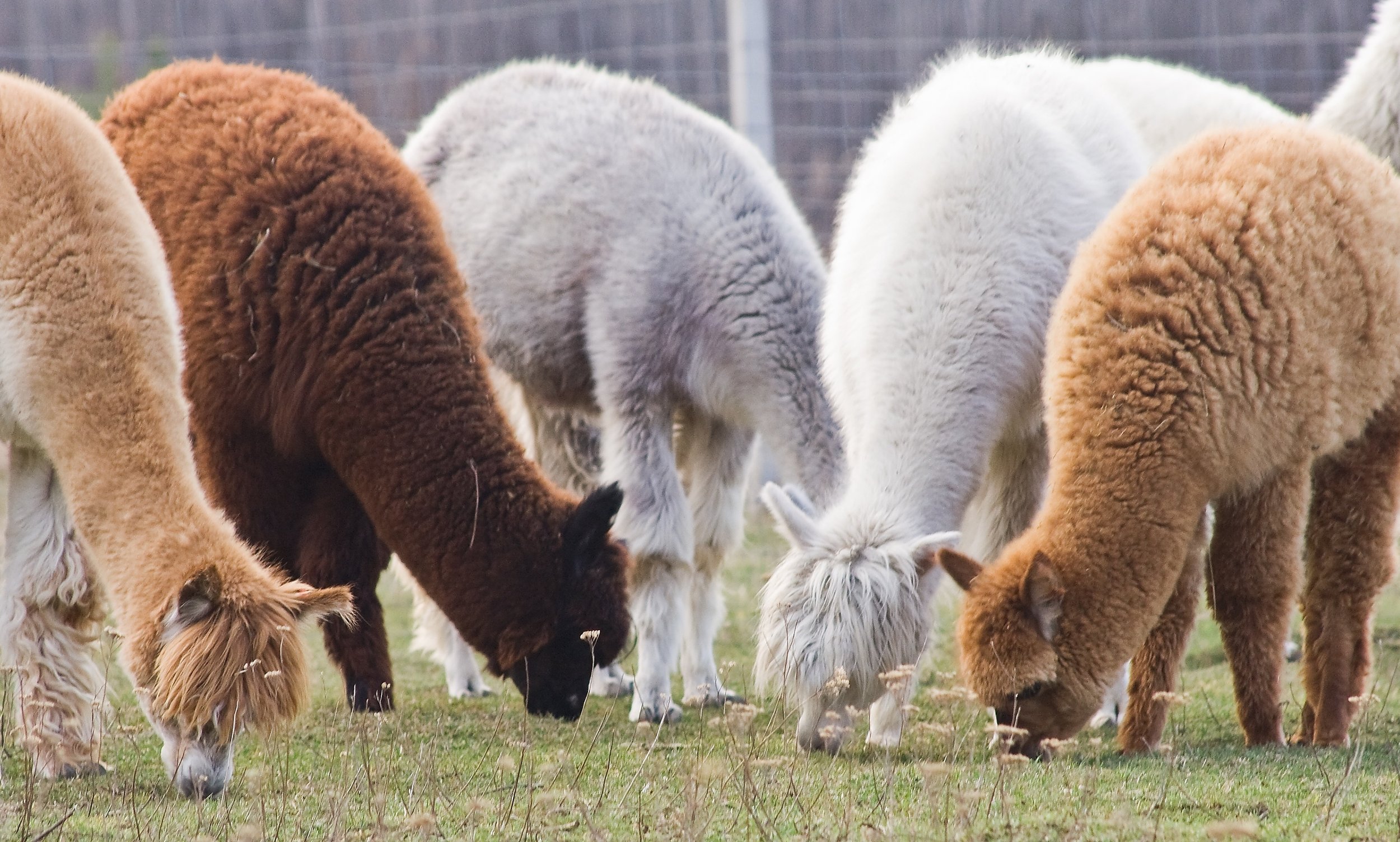 Baby Alpaca Fiber— What You Need to Know — Pieces Of Argentina