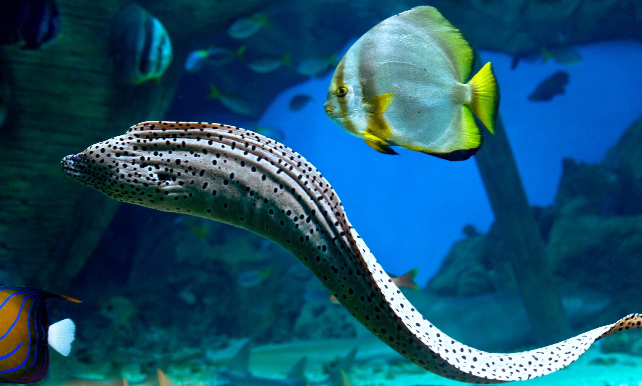 Why Eel Skin? Exploring the Benefits of Eel Skin Leather — Pieces Of