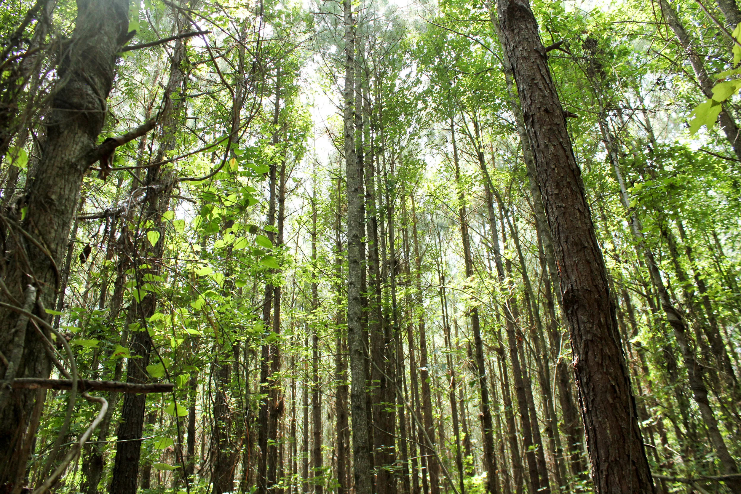 wilmar tract-1.jpg