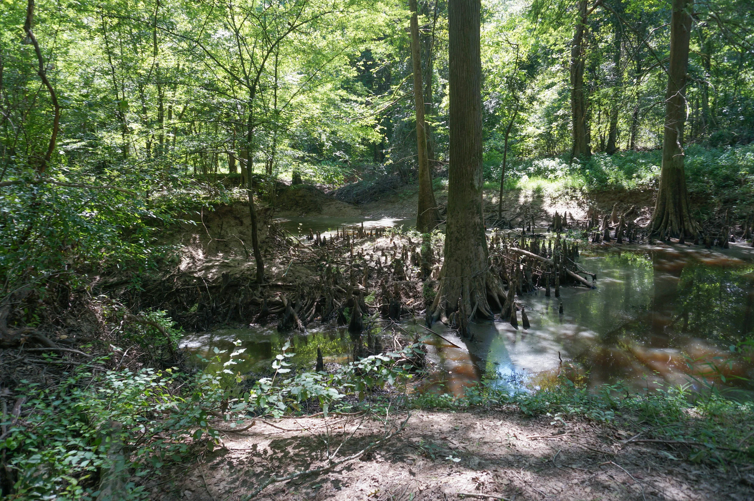 big creek tract-7.jpg