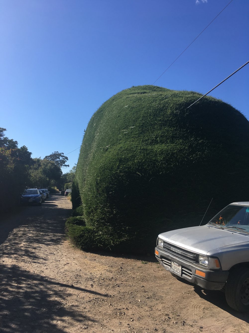 Manatee Bush Evergreen Street.jpg