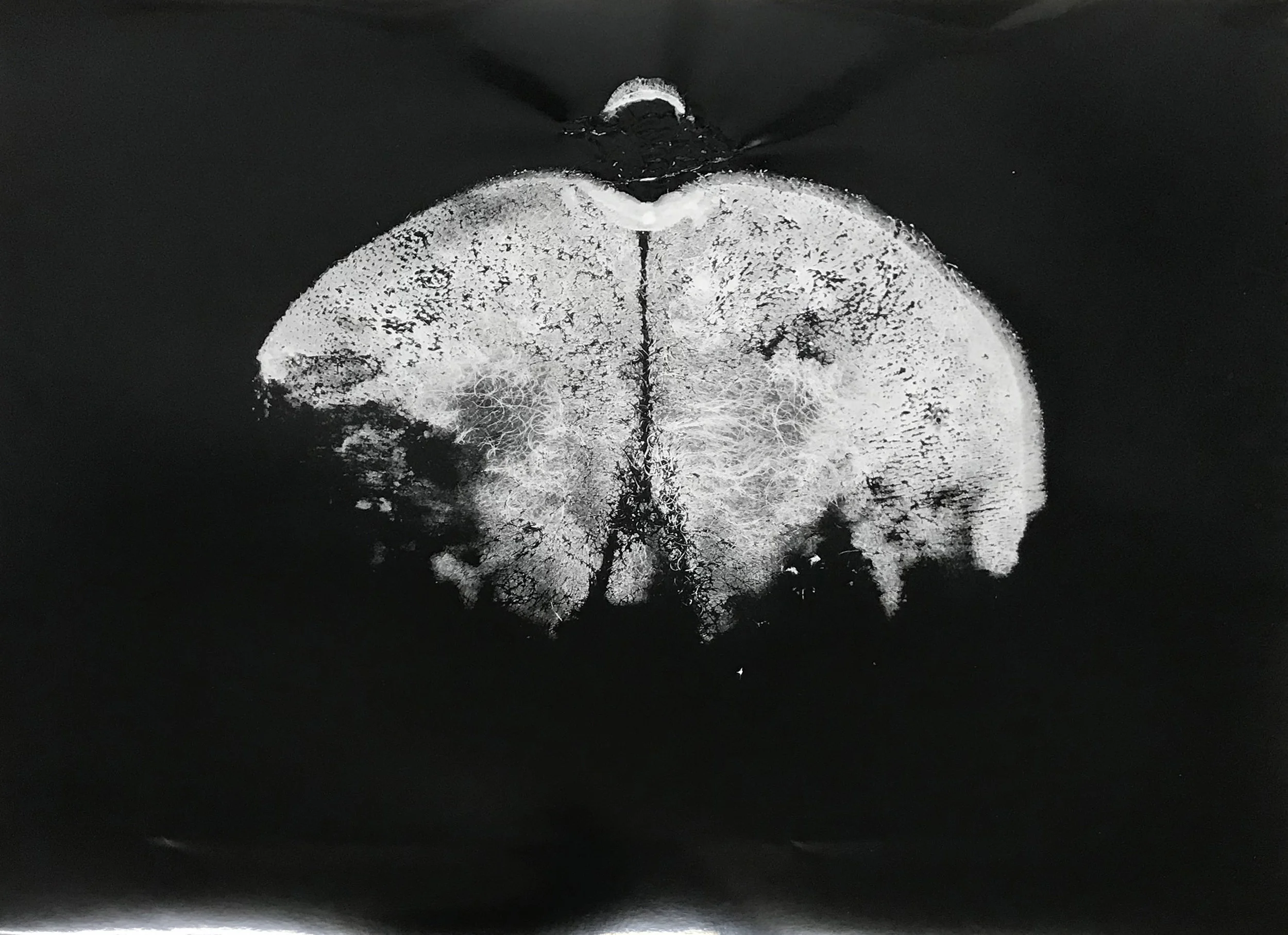 Mouth-To-Ass. Ouroboros; No longer an Open System. (HWS) silver gelatin print 16 x 20 in