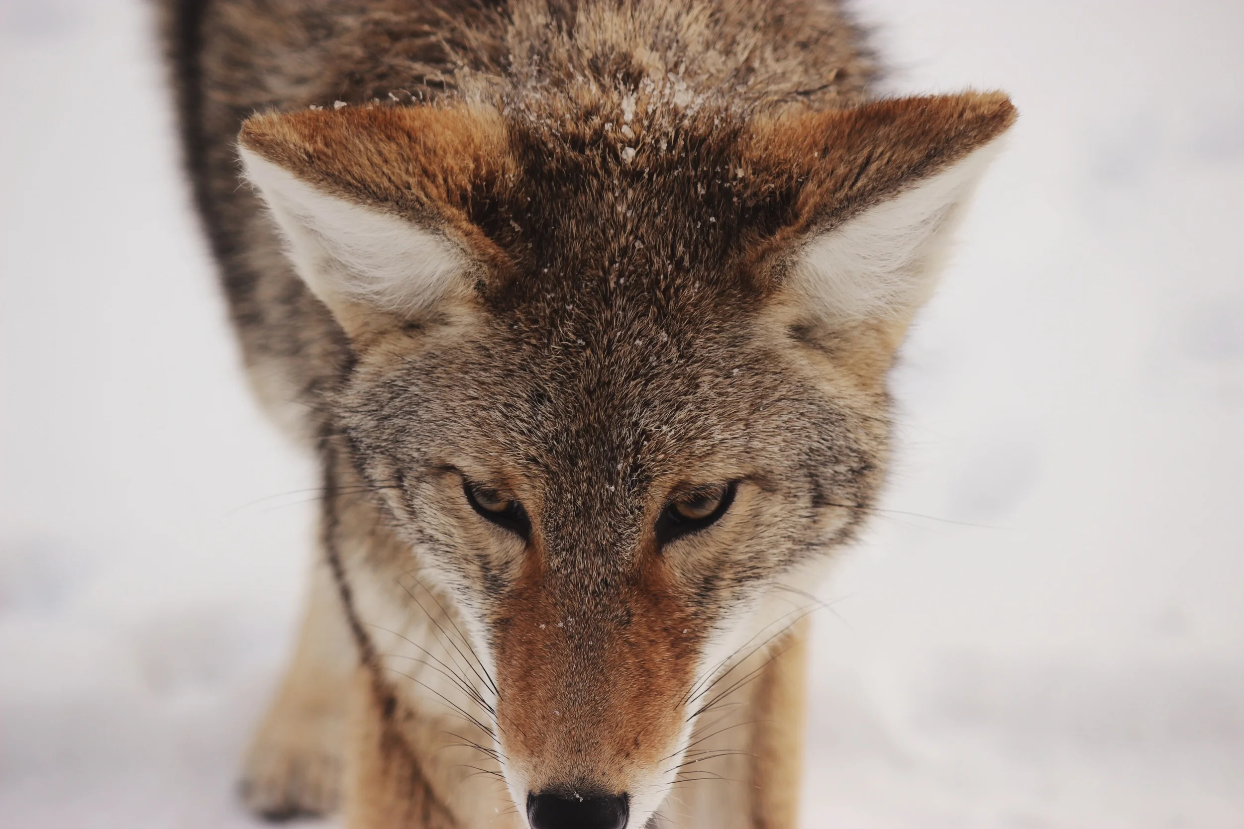 MINDFULNESS AND THE TWO WOLVES