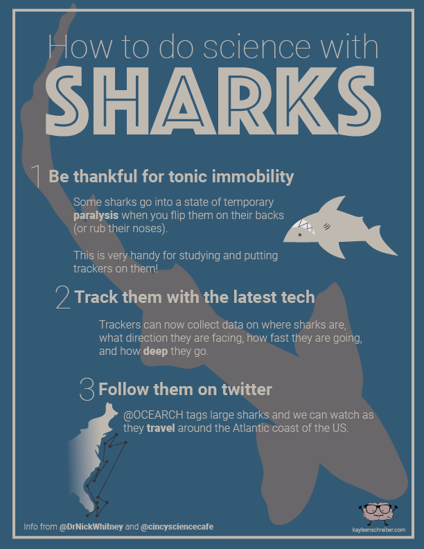 SharkWeekGuy-01.png