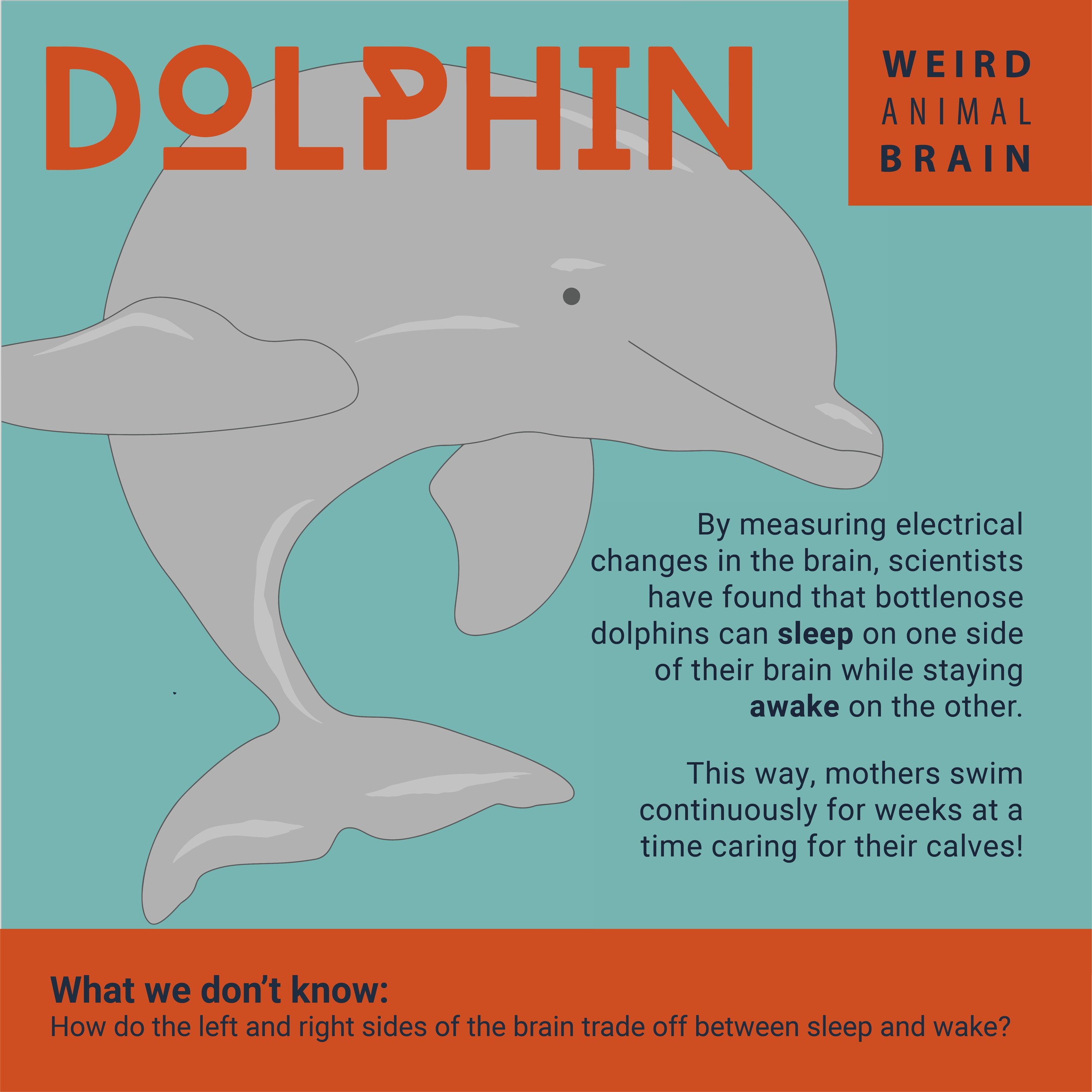 Dolphin-New.png
