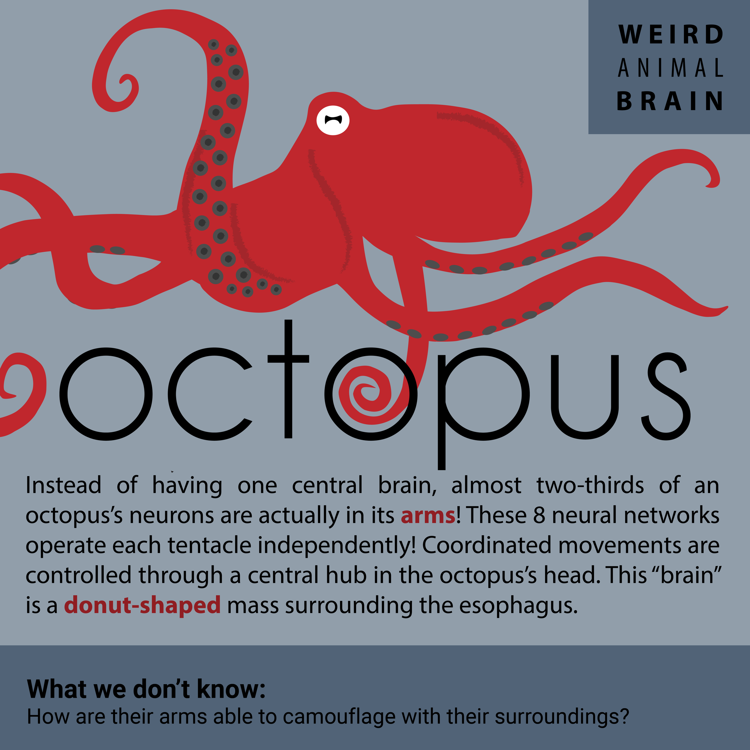 Octopus_New-01.png
