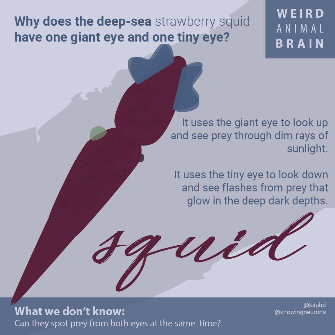 Strawberry-Squid-Gif.gif