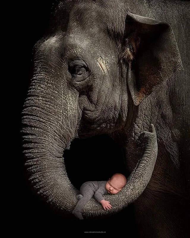 Most favourite photo request for 2019-2020 !! Magic is real and everything is possible in our studios! We are reopening from 15th June! ❤🙌❤
www.almashomestudio.uk 
#almashomestudio #newbornphotographersalisbury #newbornphotographersouthampton #newbo