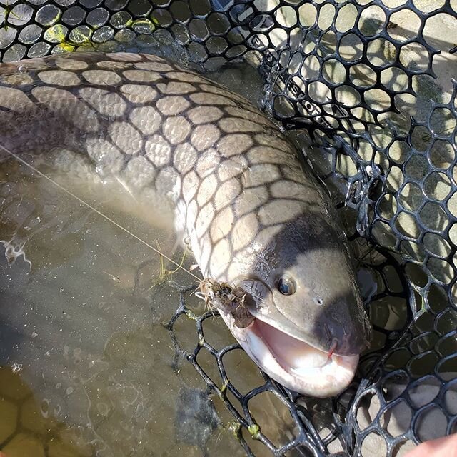 Topwater bassin early then sightfishing bowfin as soon as we can see. Not a bad way to spend the day. Still finding some commons on the flats too.
Houstonflyfishing.com 
#houstonflyfishingguideservice #Houstonflyfishing #bowfinonthefly #lunchmoney #t