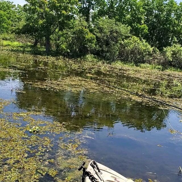 Bowfin were out and about but not easy. This one went up and nosed the fly and decided it wasn't for him. Just before this Matt stuck and land a solid 30&quot; bowfin that didn't want a photo. Fun day on the water!

Houstonflyfishing.com 
#houstonfly