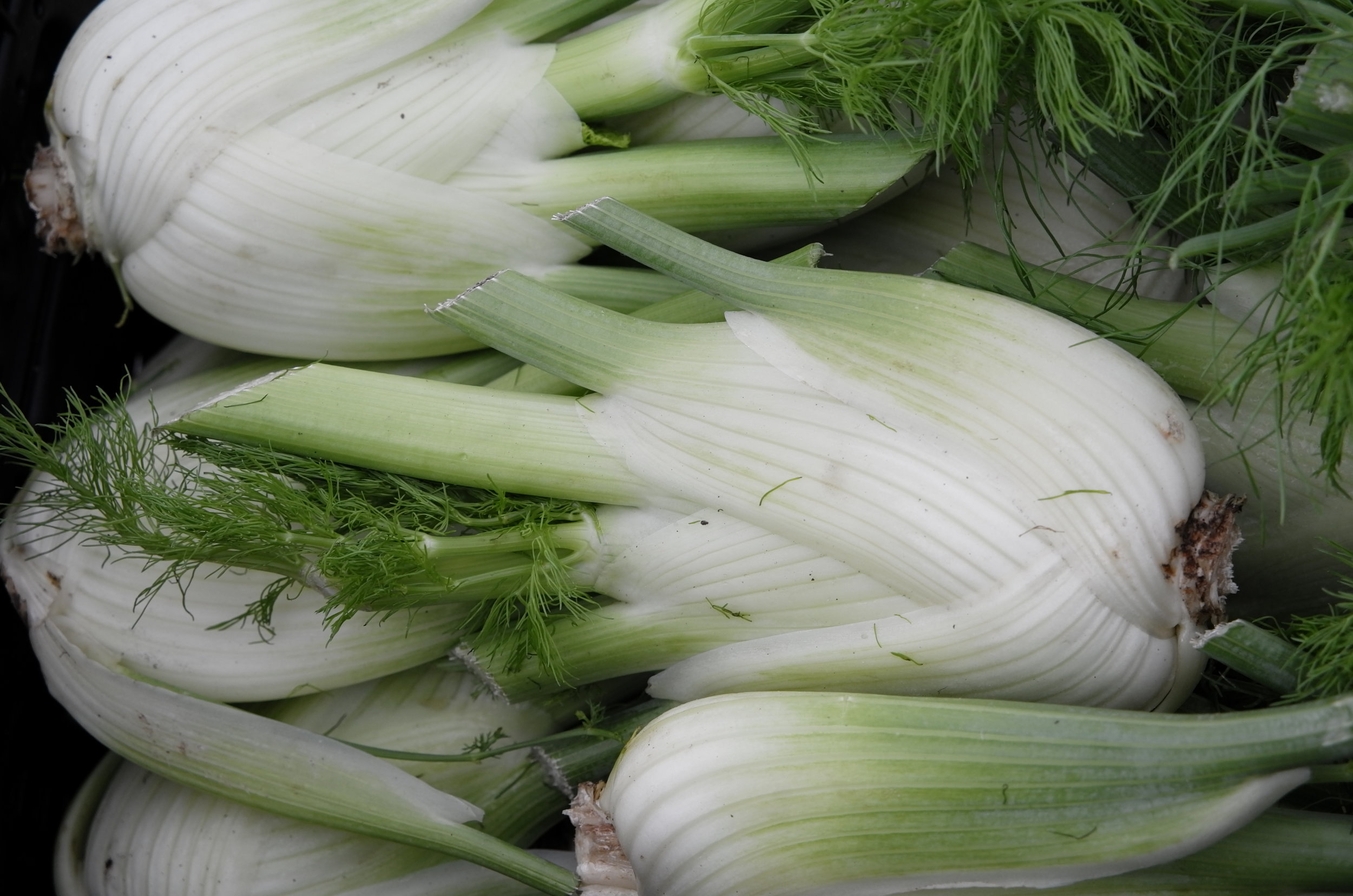 Fenchel L1000624.JPG