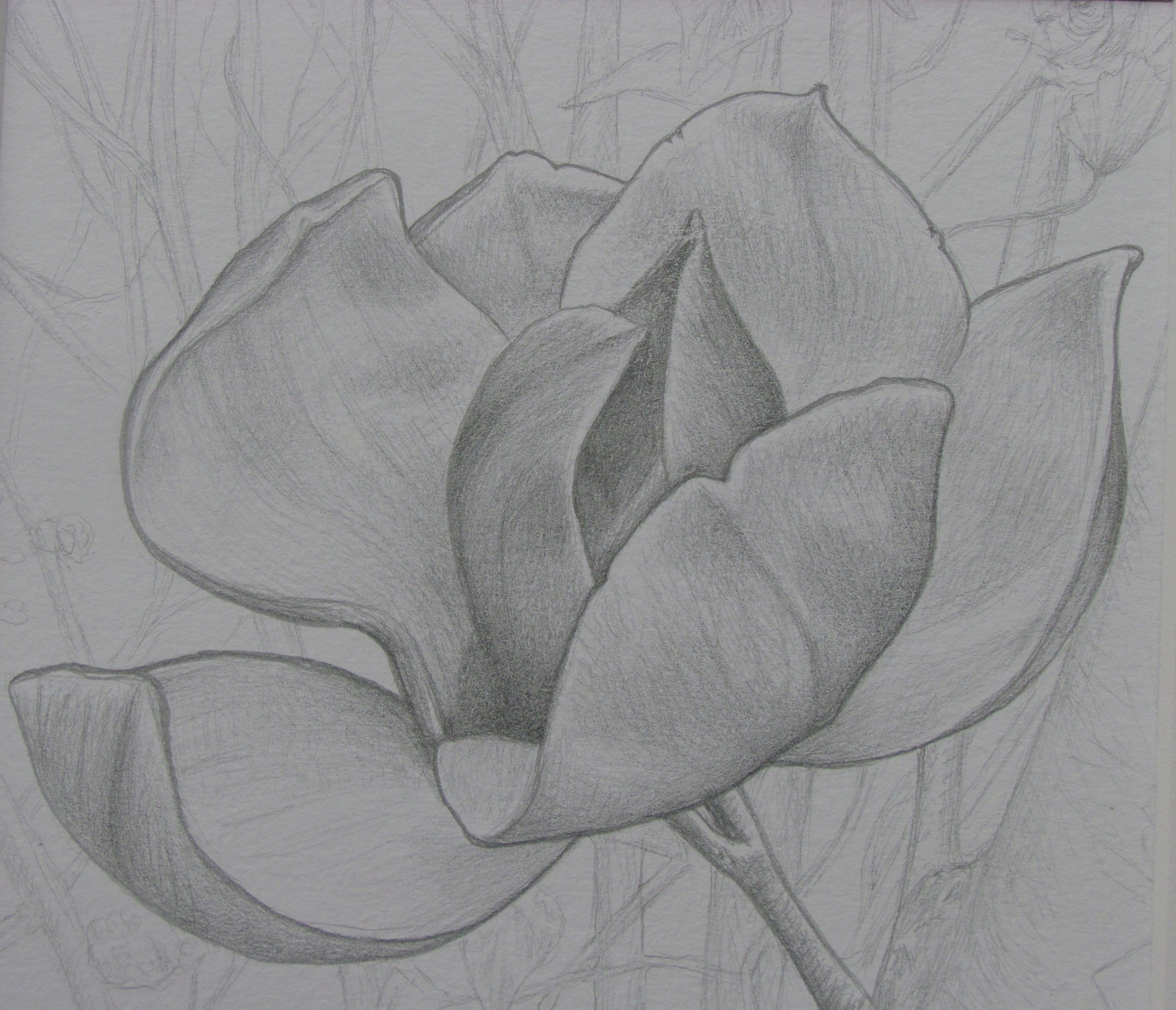 Saucer Magnolia