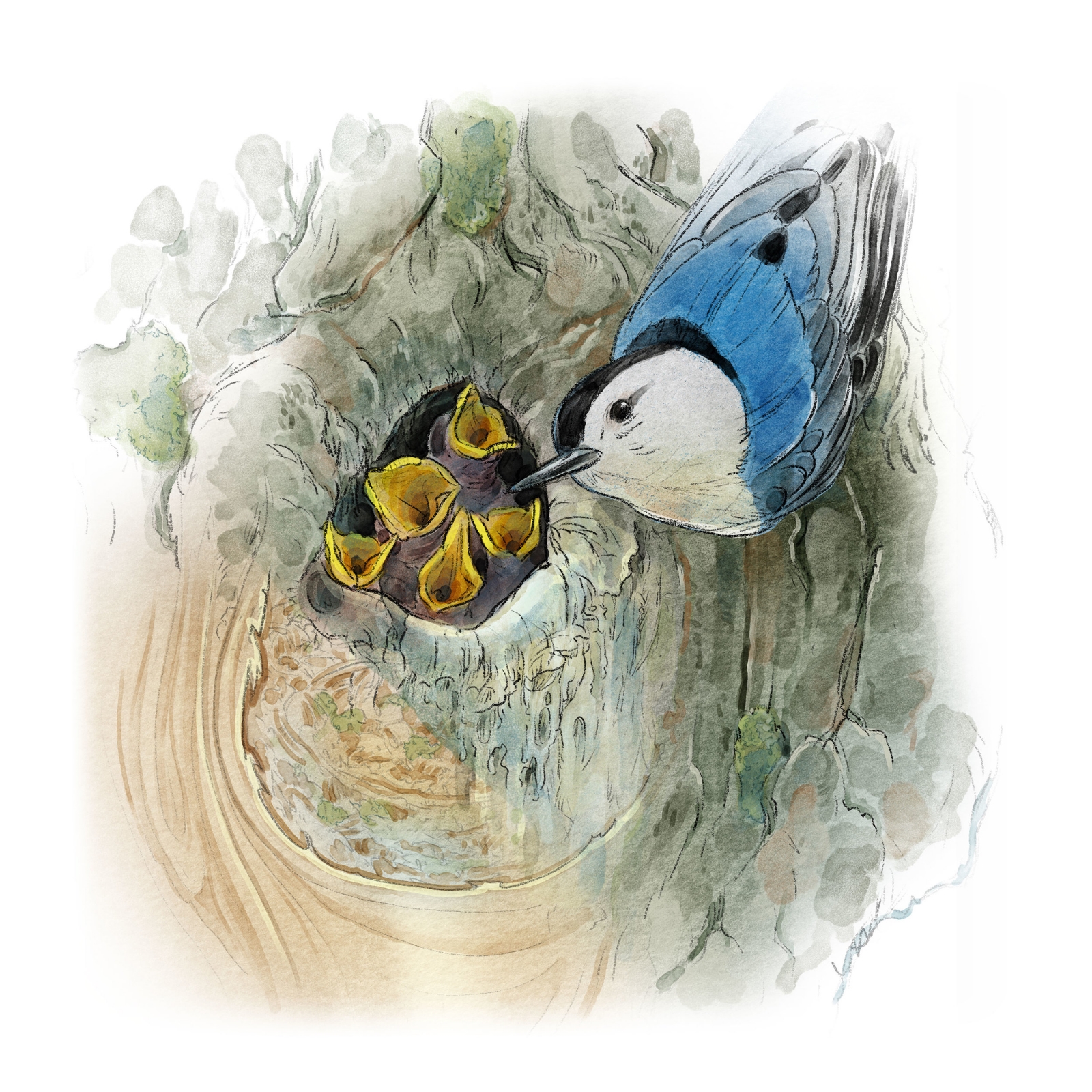 Nuthatch, exhibit graphic