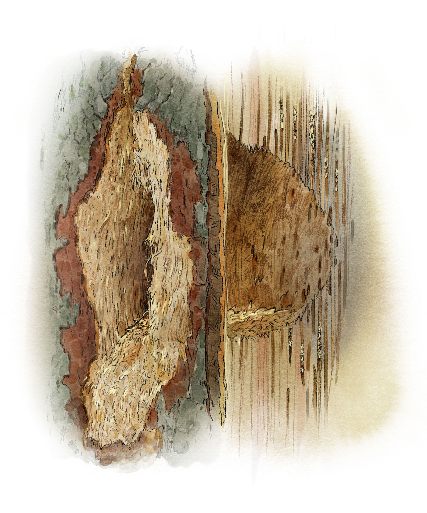 Woodpecker hole, exhibit graphic