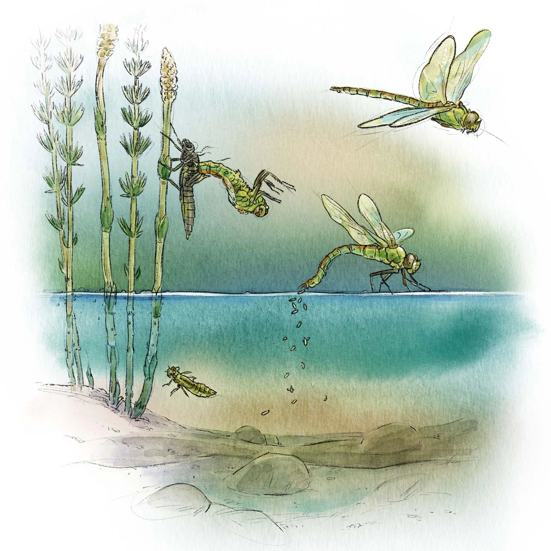 Dragonfly Lifecycle, exhibit graphic