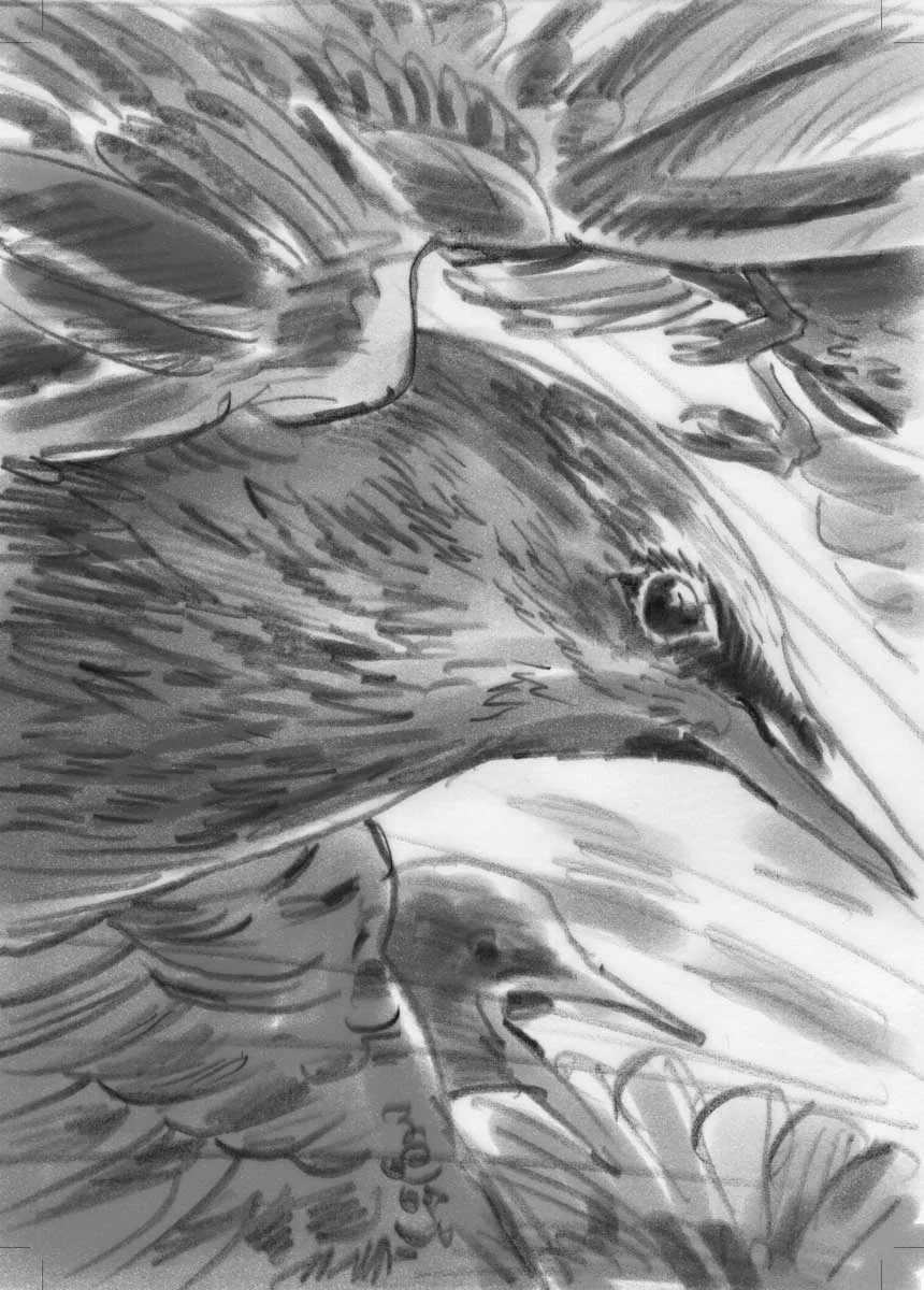 TMSS__starlings.jpg