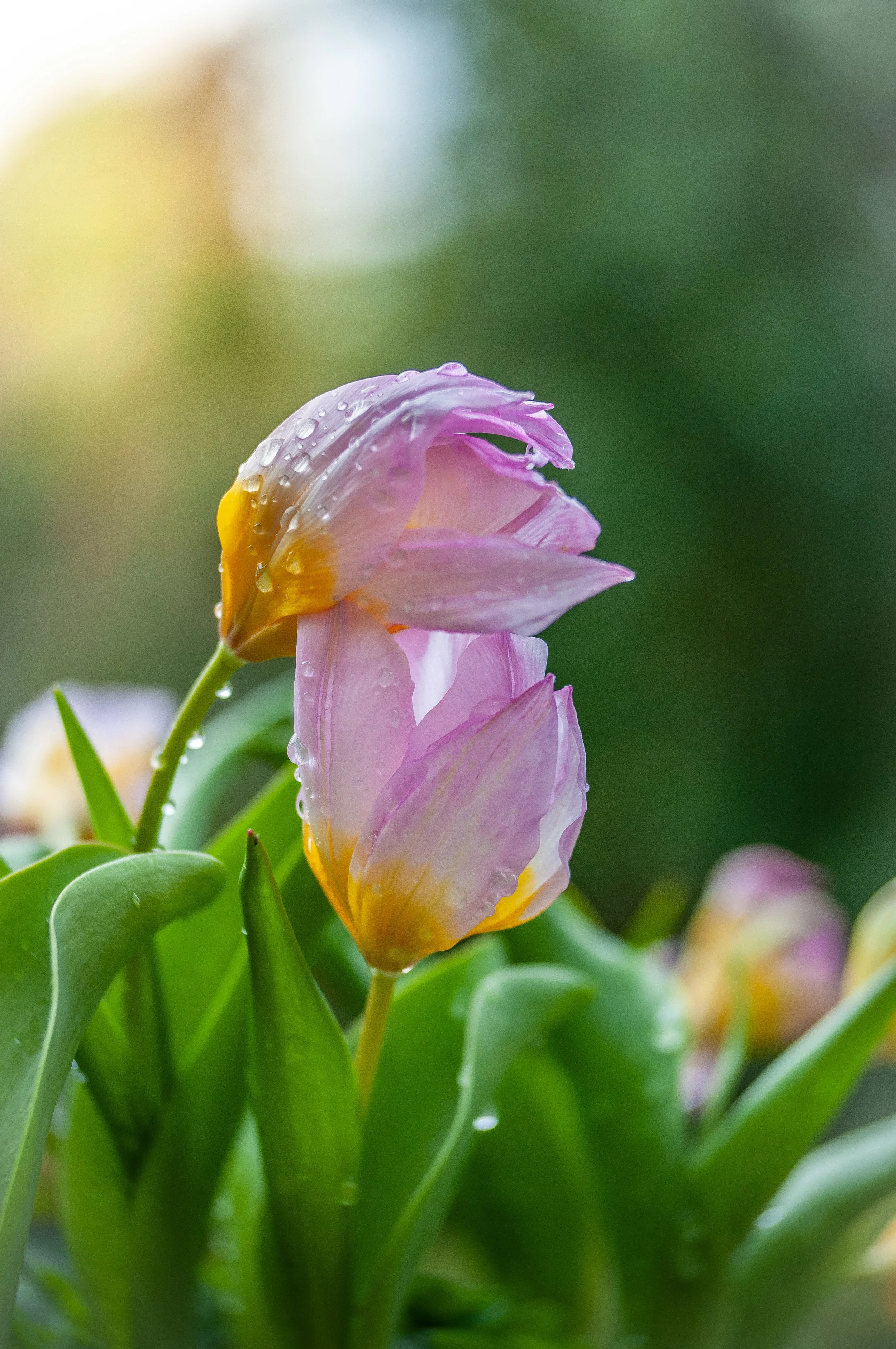 KristinaCilia_1Spring2019_7218.jpg