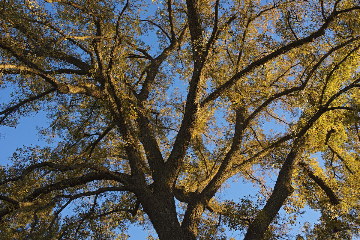 Tree at Sunset.jpg