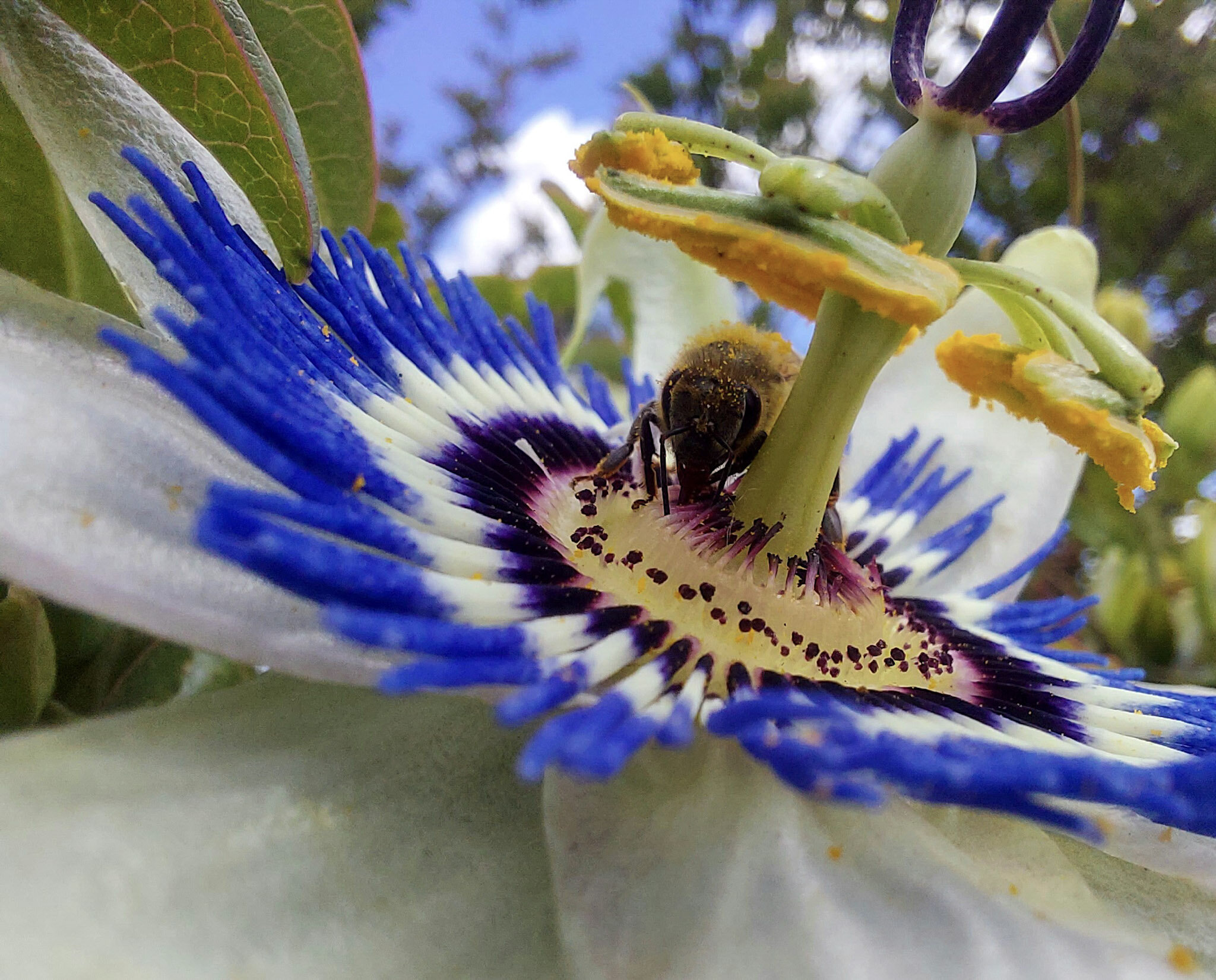 Passion Flower Bee.jpg
