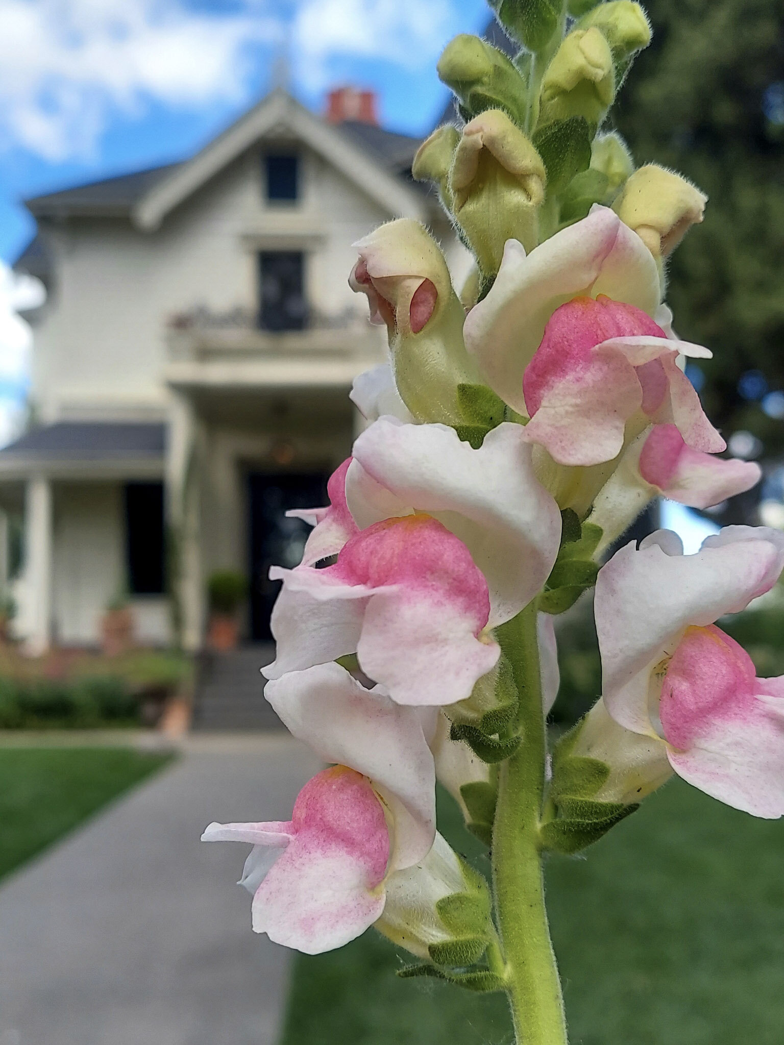 Front Inn Flower.jpg