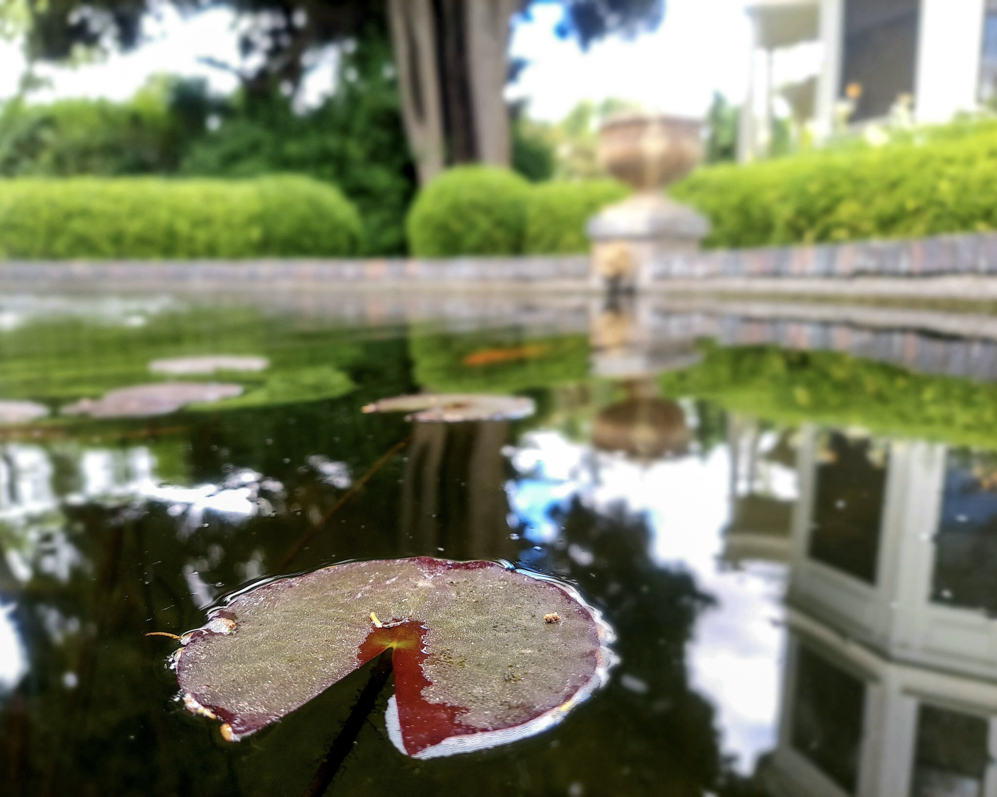 Fountain Lily Pad.jpg