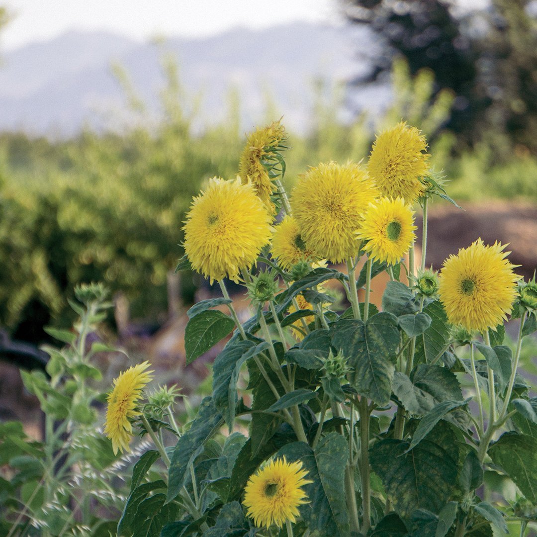 yellow_mums_square.jpg