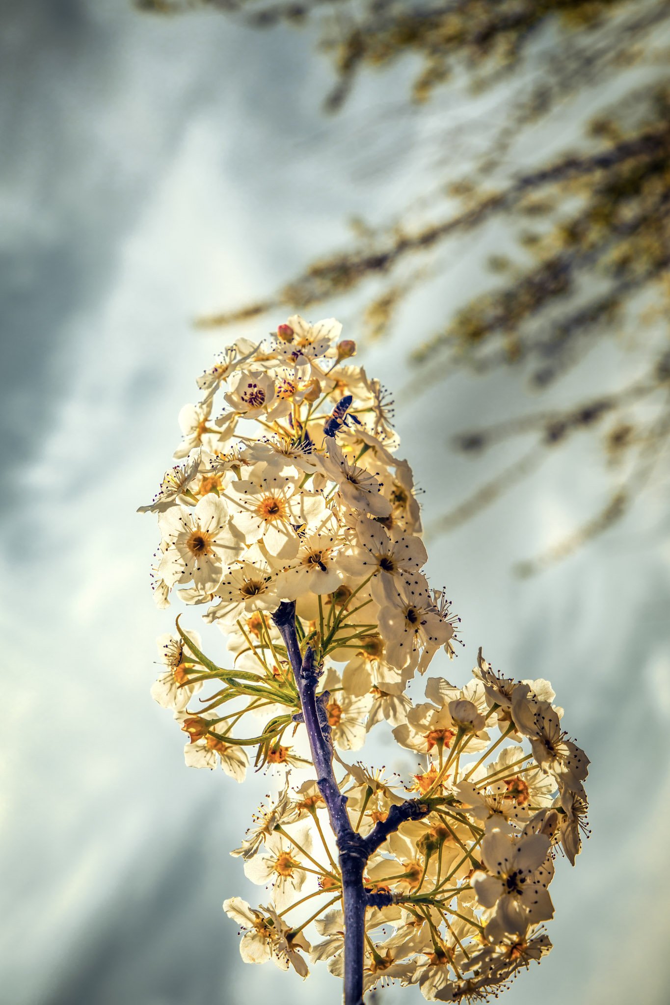 The Bee and the Blossoms.jpg