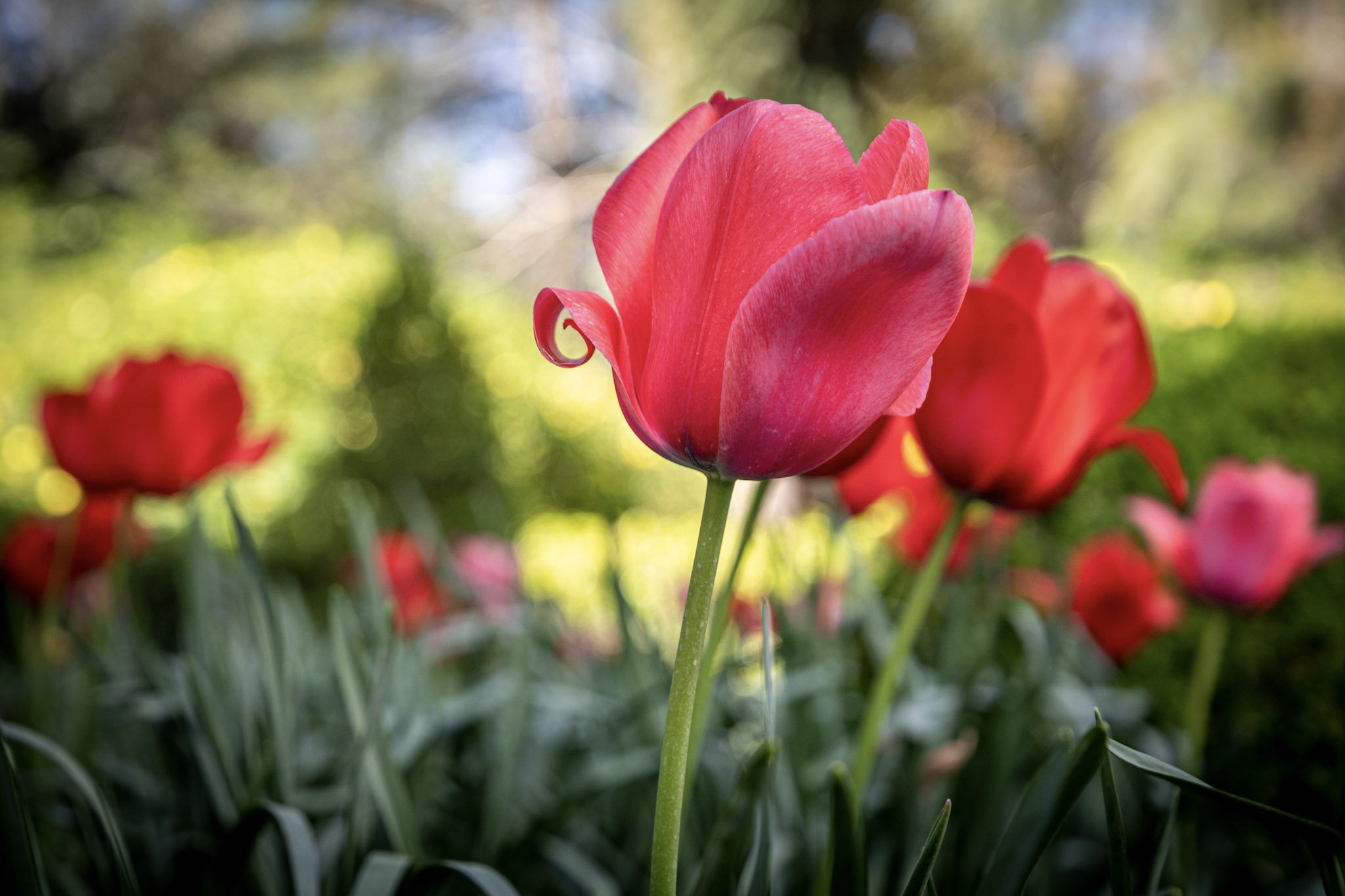 Tulip with a Curl.jpg