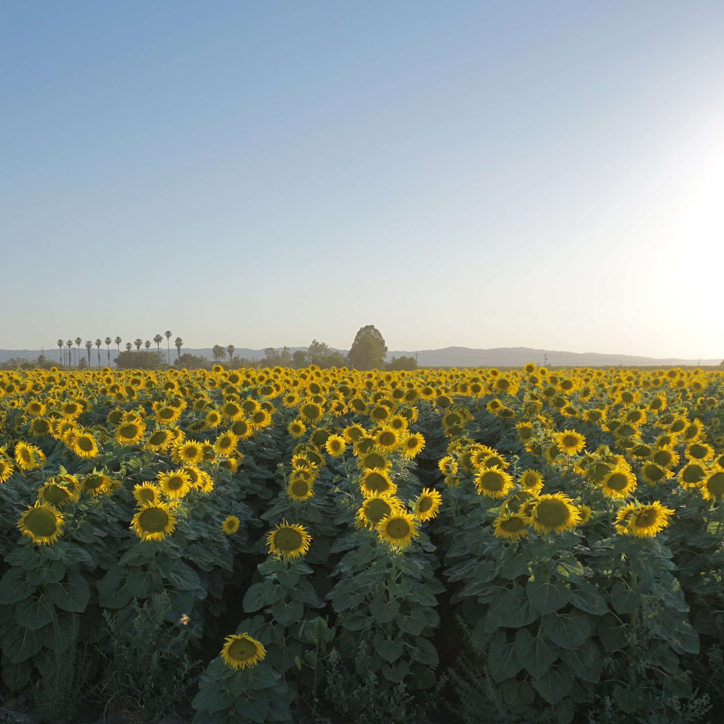 sunflower_field_square.JPG