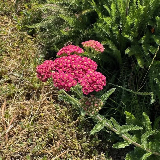 Yarrow