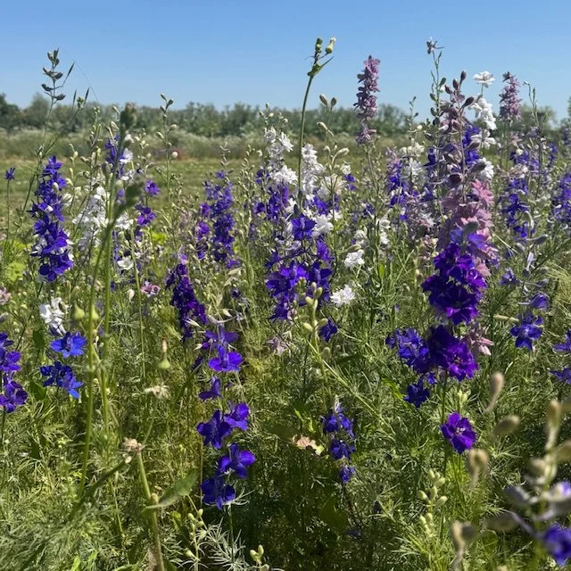 Larkspur