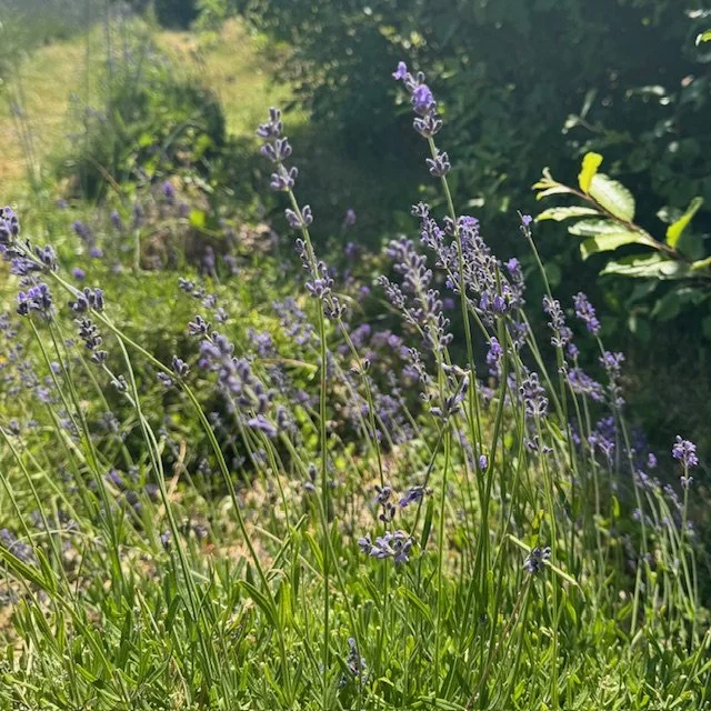 Lavender