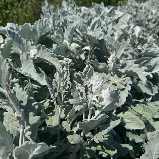 Dusty Miller