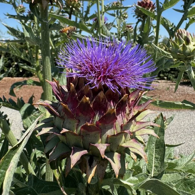 Cardoon