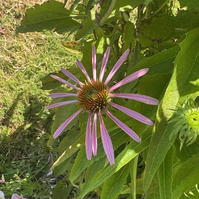 Echinacea
