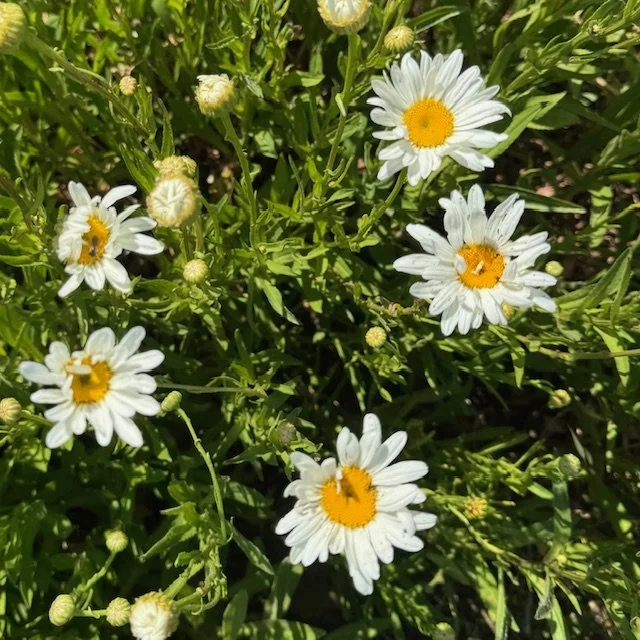 Daisy