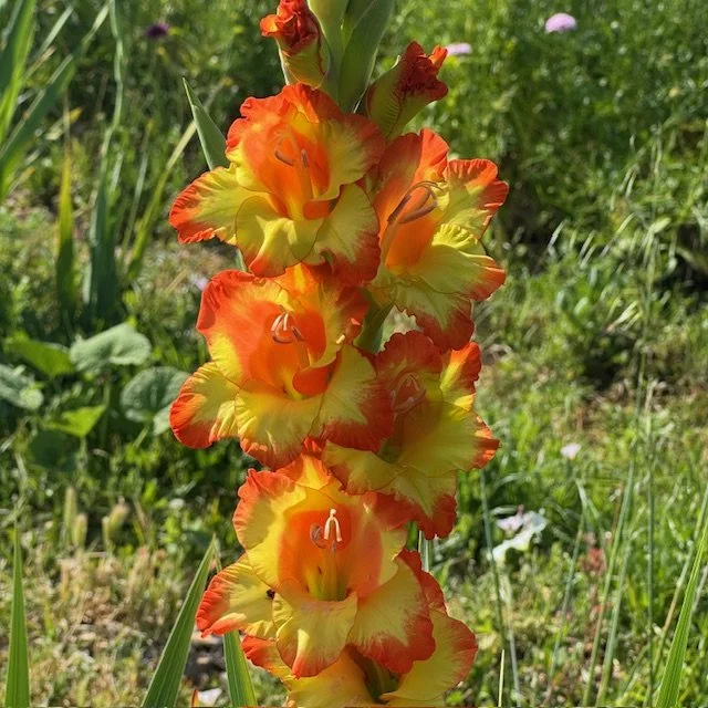 Gladiolus
