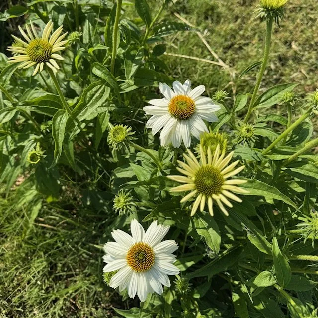 White Echinacea
